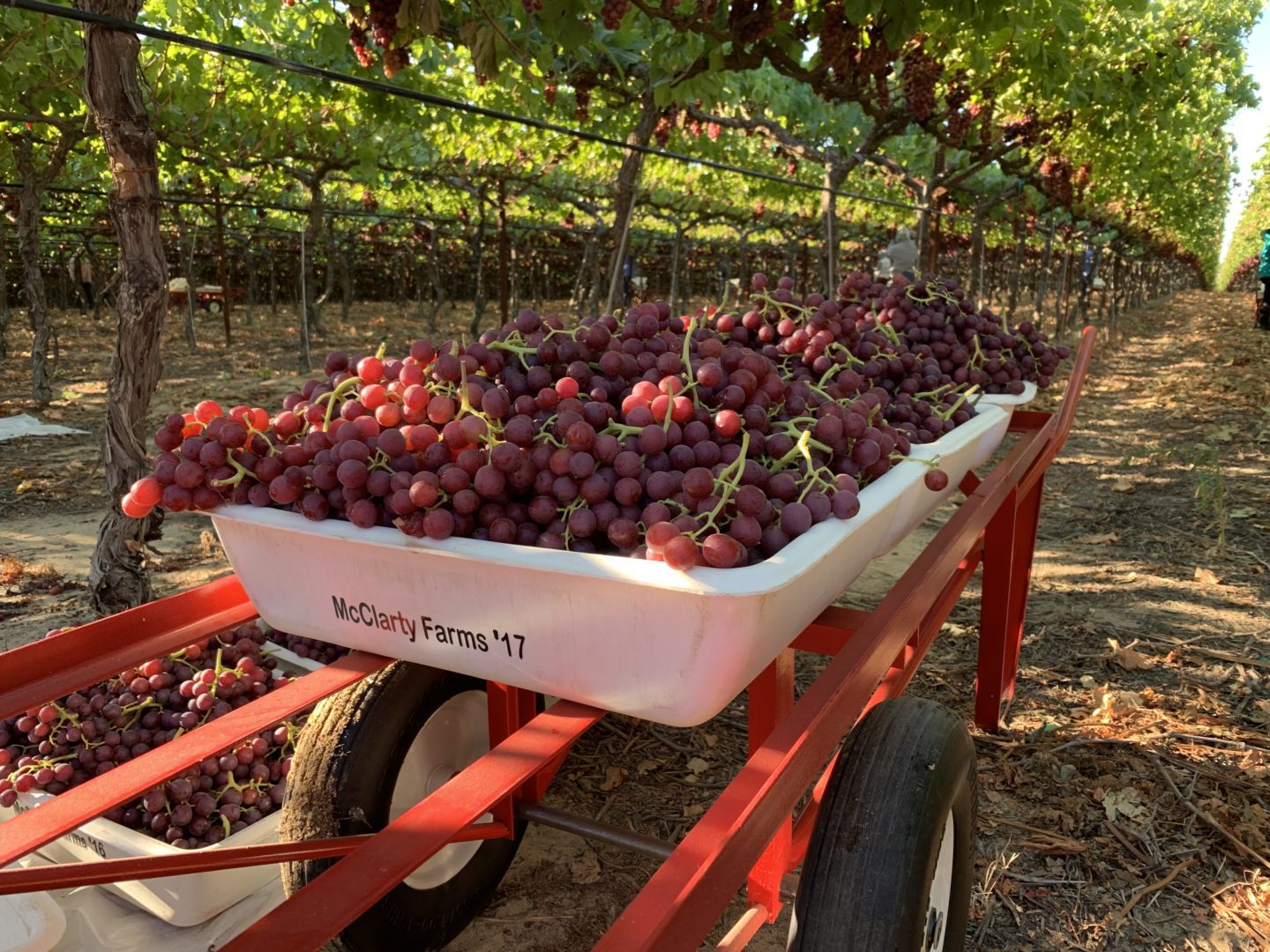 HMC News July 17, 2019 HMC Grapes for Schools